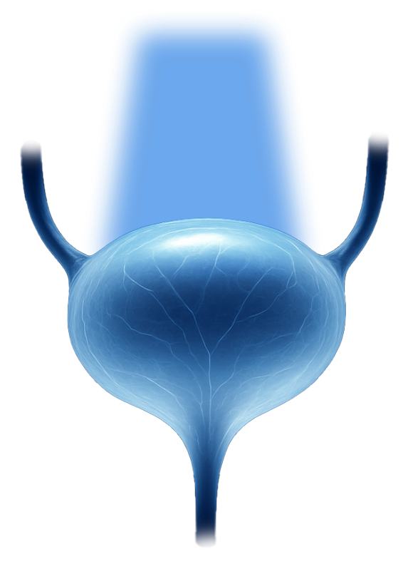 A spotlight shines on a translucent bladder